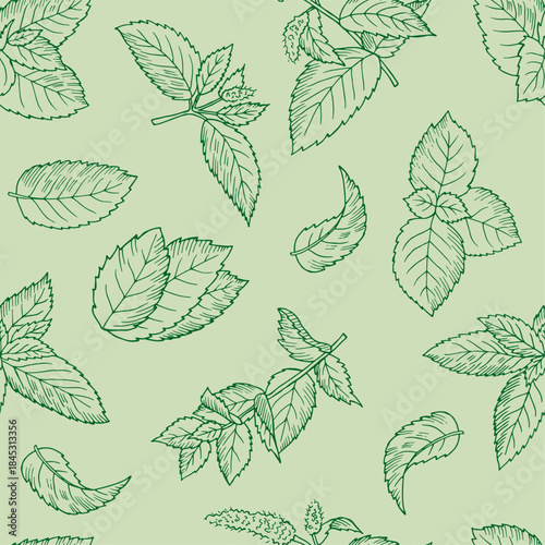 Mint pattern. seamless background with green leaves of mint