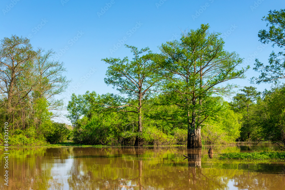 Fototapeta premium Cypress swamp scenic landscape in Atchafalaya basin, South Louisiana