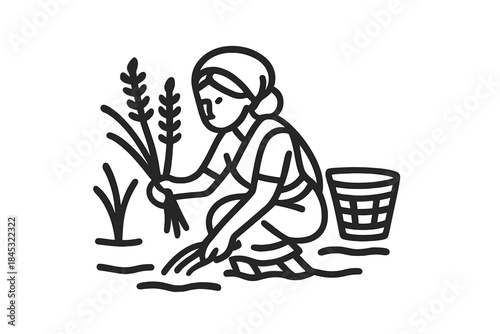 Woman farmer harvesting rice crops in a field with a traditional basket during agricultural labor