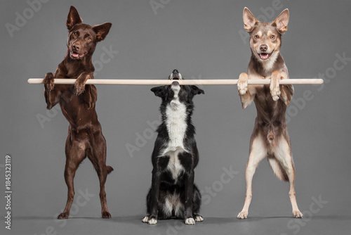 group of three border collie kelpie type dogs doing a trick with a stick in the studio on a grey background