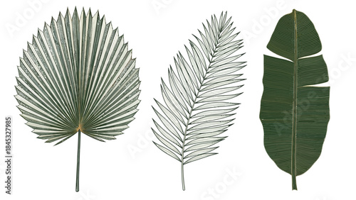 Sophisticated fine line tropical vector elements with detailed Fan Palm, Areca, and banana leaves