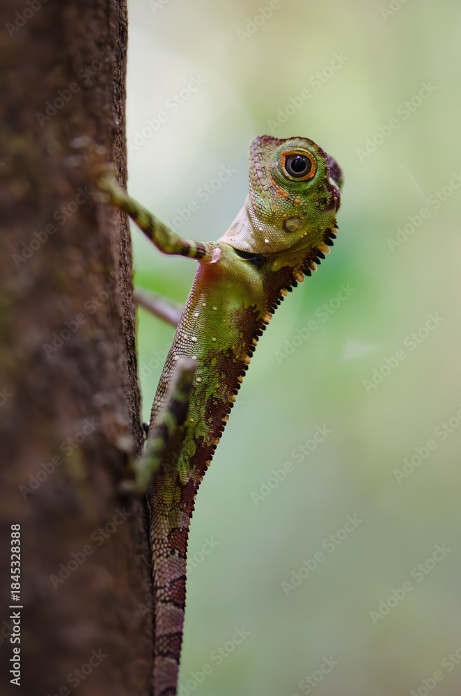 Fototapeta premium Pretty Borneo lizard hanging on a a tree