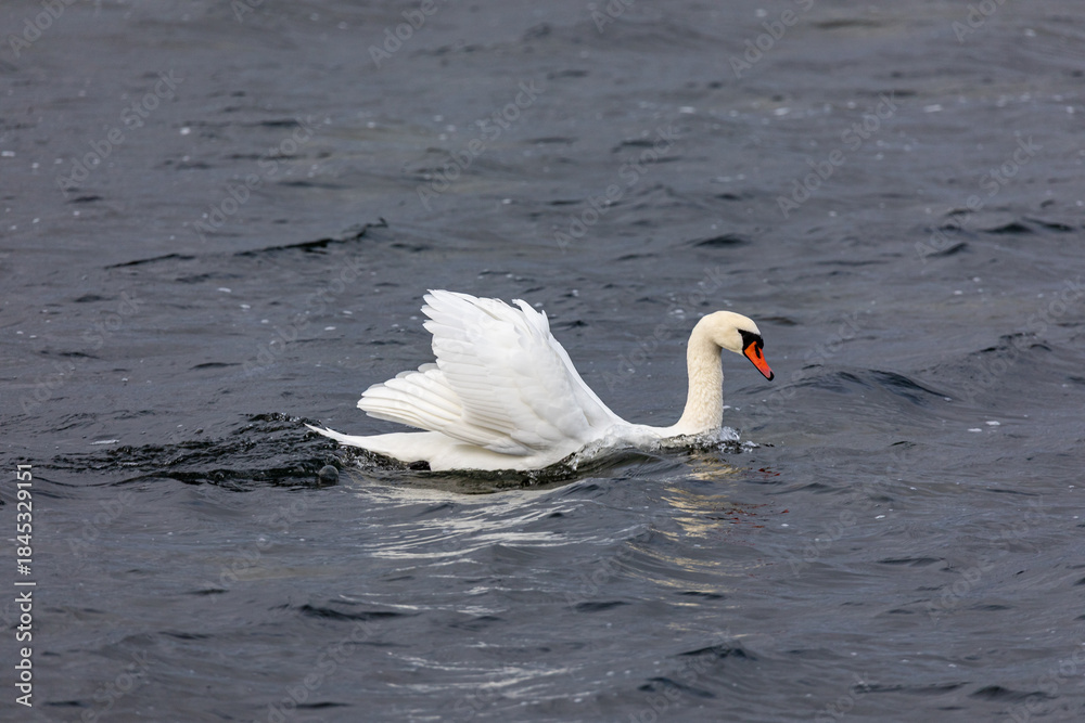 Naklejka premium Schwimmender Schwan, Höckerschwan.