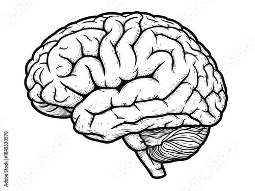 Vector illustration of detailed illustration of a human brain with cerebrum and cerebellum on a
