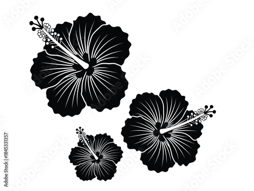 Vector illustration of black silhouette of three hibiscus flowers on
