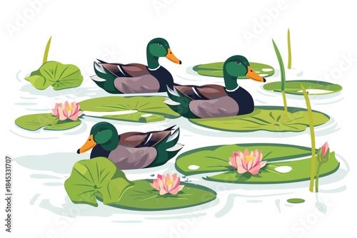 Ducks Swimming Among Lily Pads isolated