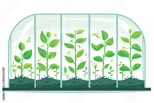 Seedlings Growing Under Glass in a Greenhouse isolated