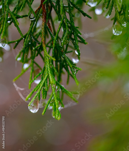 фотографія Water droplets from condensed fog clinging to pine needles and strands of spider