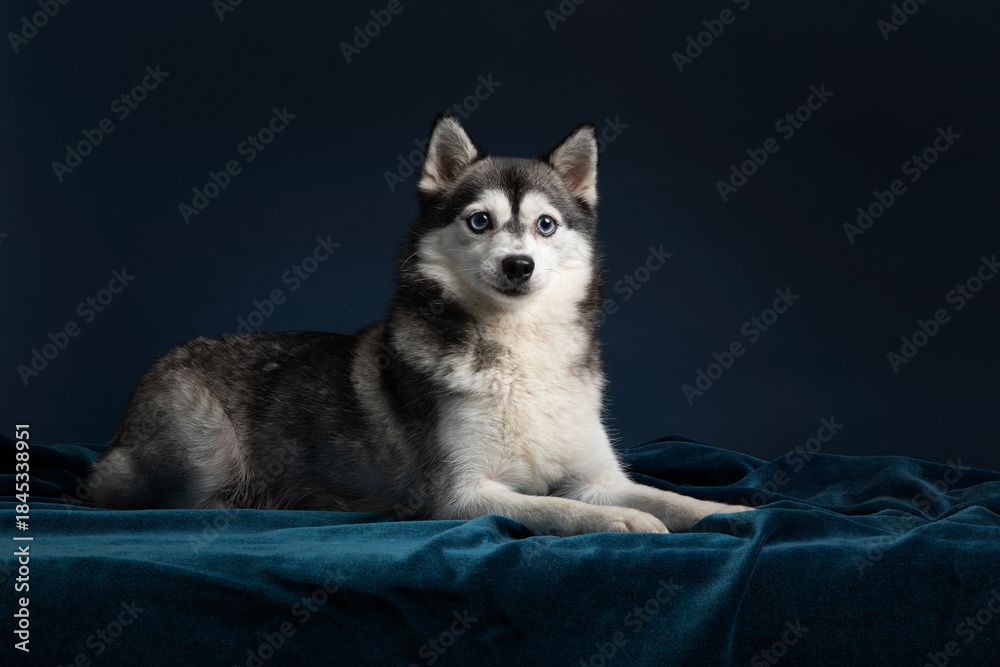 Fototapeta premium Pretty pomsky dog on a velvet underground and a dark blue background