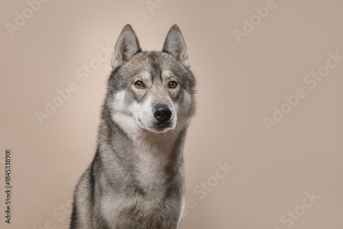 Siberian husky dog looking at the camera on a creme coloured background with space for copy
