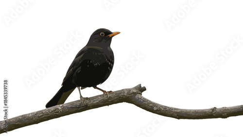Blackbird perched on tree branch with white background, Generative AI.