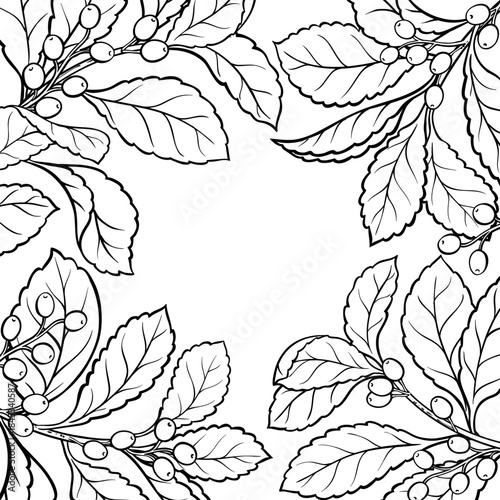 Yerba Mate Branch with Berries and Leaves Outline Frame. Vector isolated for design or decoration.