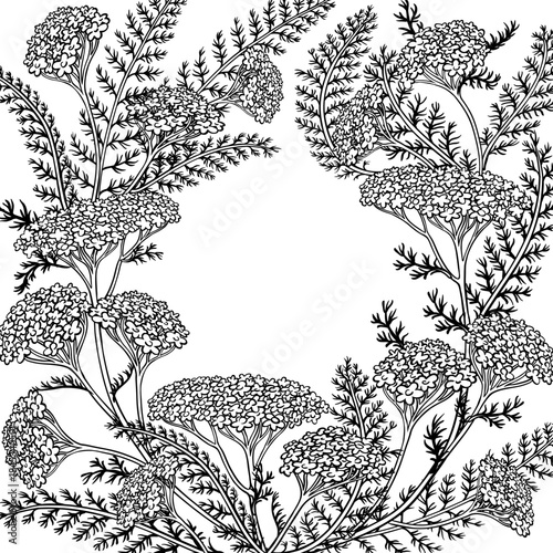 Yarrow Branch with Flowers and Leaves Outline Frame. Vector isolated for design or decoration.