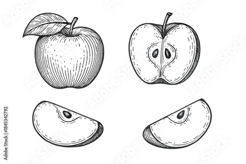 Botanical study of apples showing whole fruit, cross section, and wedge slices in vintage woodcut style