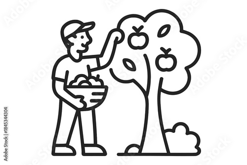 Man harvesting ripe apples from fruit tree holding basket of fresh produce