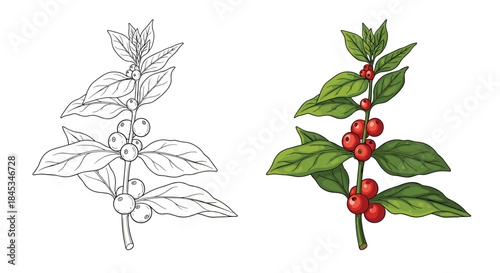 Side by side botanical illustration of a branch with leaves and red berries shown in black and white and color for study and comparison.