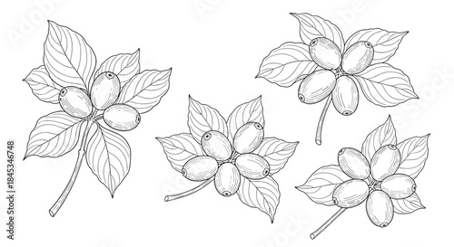Black and white botanical sketch showing clusters of berries among veined leaves on slender stems in a delicate hand drawn style.