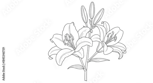Line drawing of a bouquet of lilies with several blooms long stems and leaves rendered in a clean black outline with subtle shading and delicate linework.