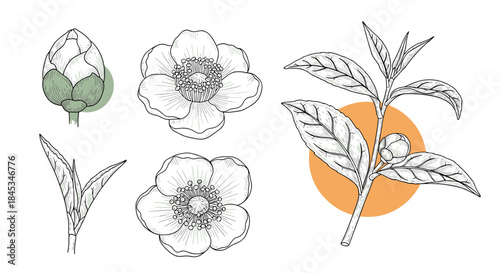 Botanical illustration set showing a poppy bud a blooming flower a slender leaf sprig and a branch with leaves against an orange circular backdrop.