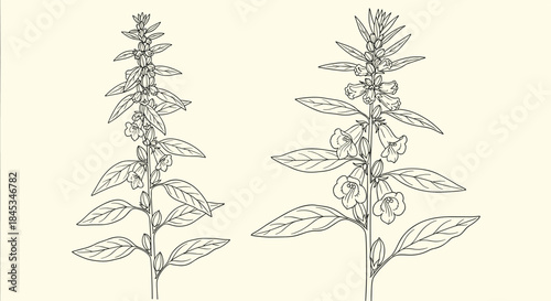 Two tall botanical stems with elongated leaves and clustered blossoms illustrated in a precise monochrome line drawing on a light parchment background.