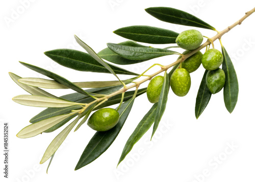 Wallpaper Mural Fresh green olives and leaves on a branch, representing natural ingredients for healthy Mediterranean food and oil production, perfect for culinary websites and wellness brands. Torontodigital.ca