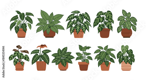 A vibrant collection of diverse potted houseplants arranged in a visually appealing display, showcasing various leaf shapes and textures for interior design inspiration.