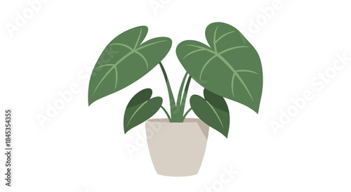 A vibrant split-leaf philodendron plant in a simple white pot, showcasing lush green foliage and a healthy growth habit, perfect for indoor decor.