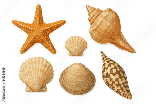Realistic seashells and starfish assortment on clean white background