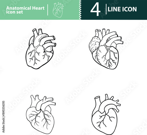 heart, anatomy, cardiac, organ, medical, healthcare, biology, human, circulatory, artery,