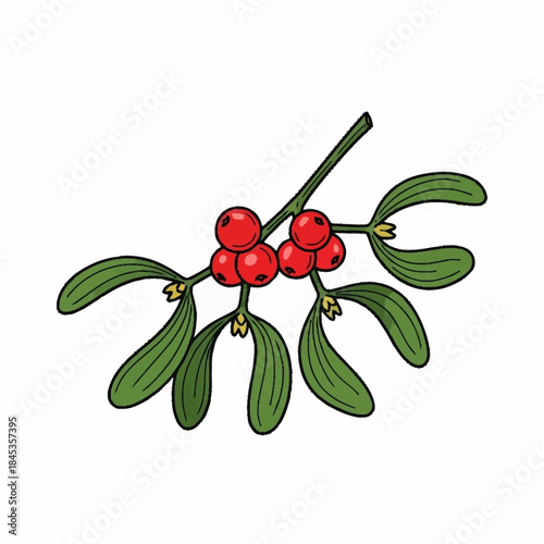Vibrant Mistletoe Branch with Red Berries and Green Leaves.