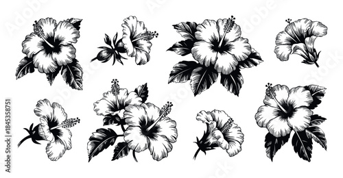 Collection of detailed handdrawn hibiscus flowers and leaves in black and white for tropical themed graphic projects and floral embellishments.