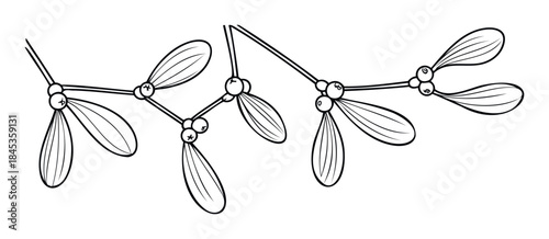 Line drawing of mistletoe sprigs with leaves and berries, perfect for holiday decor, festive greetings, and winterthemed graphic projects.