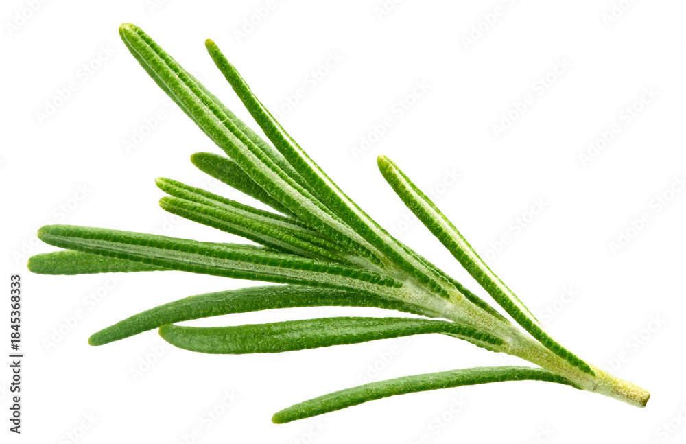 Fototapeta premium Rosemary twig and leaves isolated on transparent background. Rosemary top view. Rosemary full macro photo PNG