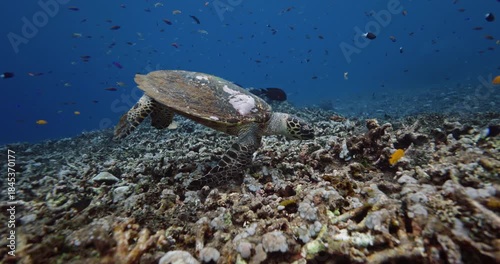 Sea turtle eating on the coral reef in deep blue ocean underwater