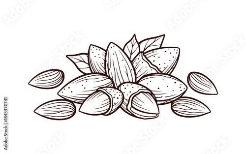 Sketch of almonds. The elements are organized.