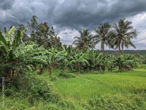 Lush Banana Plantation and Rice Paddy Under Cloudy Tropical Sky.