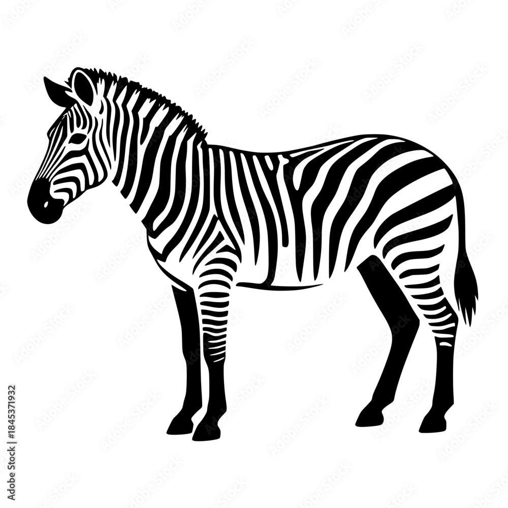 Obraz premium zebra vector illustration