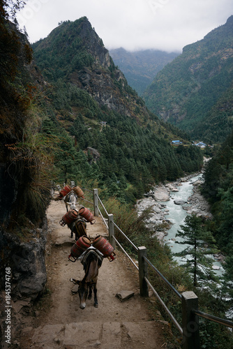 Horses move along a narrow trail beside a river in a mountainous area. The landscape is filled with trees and rocky cliffs under a cloudy sky