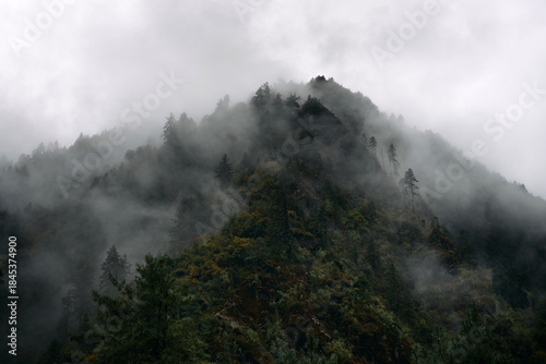 Fog rolls over the mountain, hiding some trees. The time is early morning. The scene shows dense vegetation and a gray sky, creating a mysterious atmosphere in nature