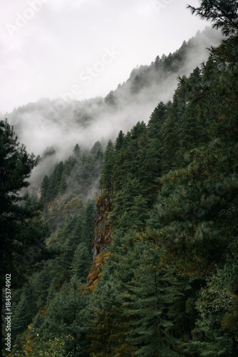 Tall trees rise along a mountain side, shrouded in mist. Clouds fill the sky above, and the ground appears wet. The scene shows the greenery of the forest in the fall season