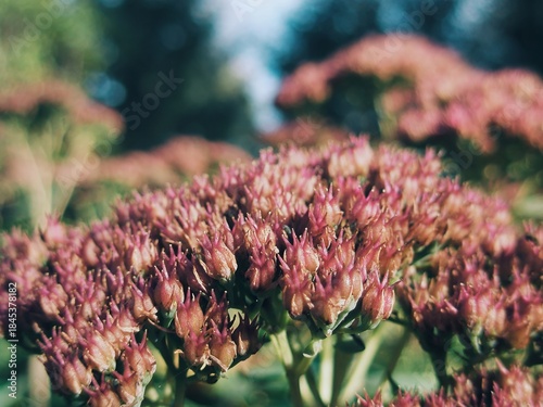 Fotografia Close up of showy pink sedum flower heads in late summer garden
