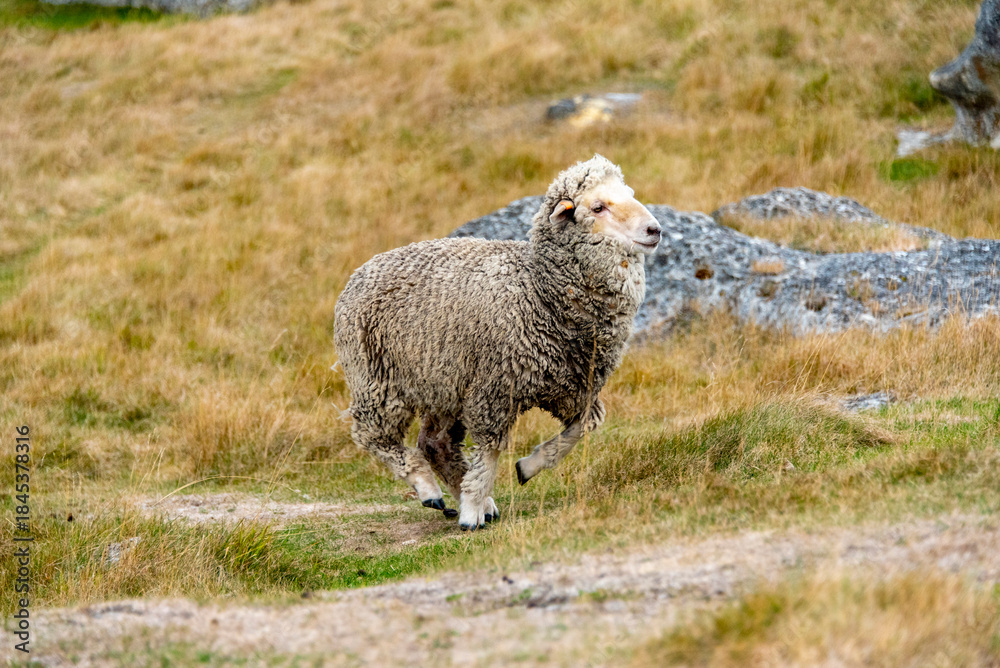 Fototapeta premium Sheep Pasture in Canterbury Region - New Zealand