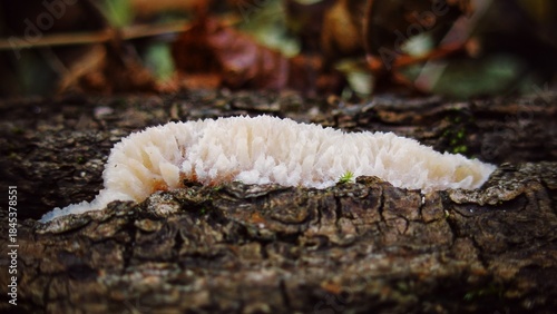 Quadro su tela Macro view of soft mycelium growth on decaying wood