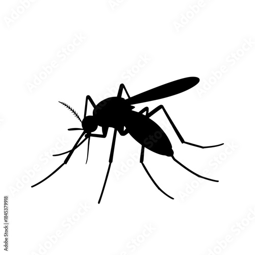 mosquito vector illustration 