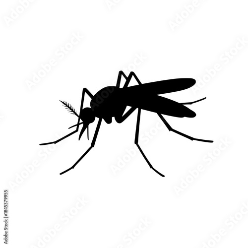mosquito on white background