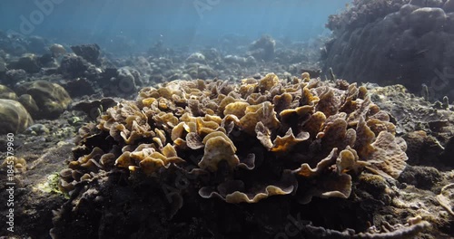 Corals underwater in ocean with sun light