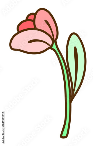 pink tulip flower
