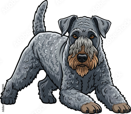 Kerry Blue Terrier dog crouched alert hunting stance