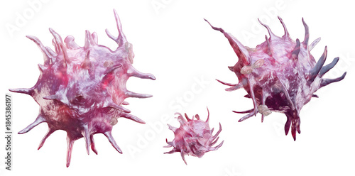 Activated platelets isolated on transparent background. Blood clotting process. For medical education, hematology science, cardiovascular research, clinical presentations, healthcare infographic, PNG