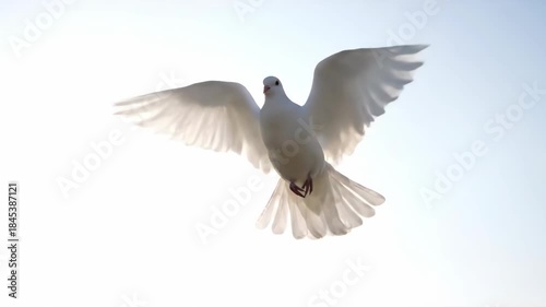 Majestic white dove soaring gracefully in slow motion against a bright high key sky